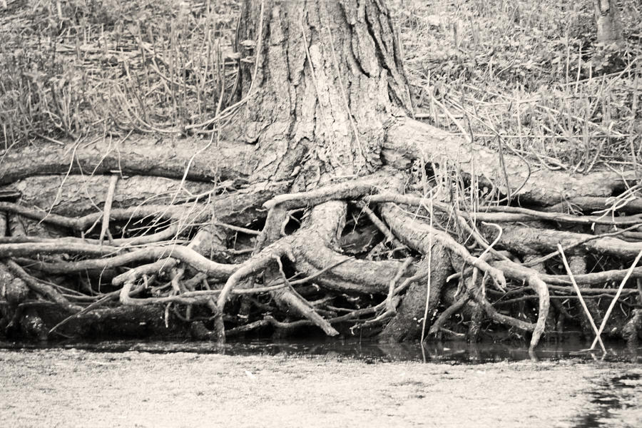 Roots