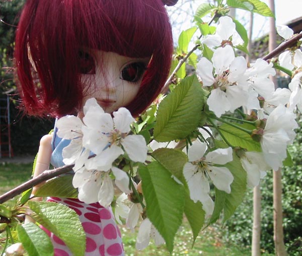 my pullip spring 2012