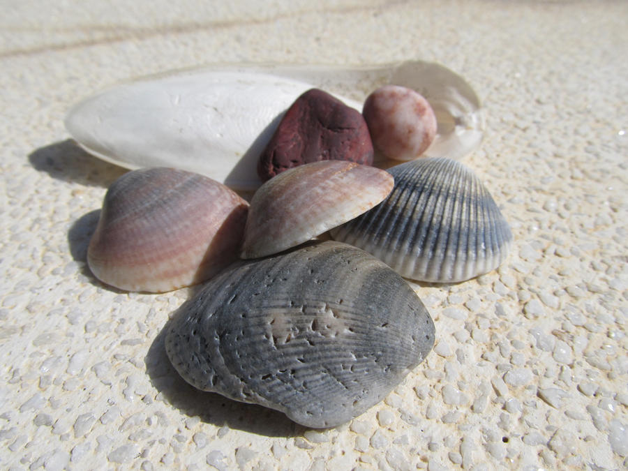 Drying Shells Dry Shells by LazyButPassionate on DeviantArt