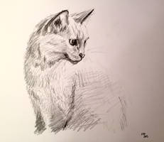 Kitty sketch