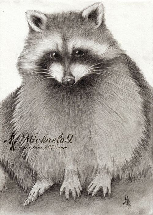 Racoon