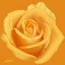 Yellow Rose