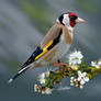 European Gold Finch