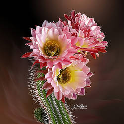 Cactus Flower Pink