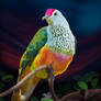 Fruit Dove