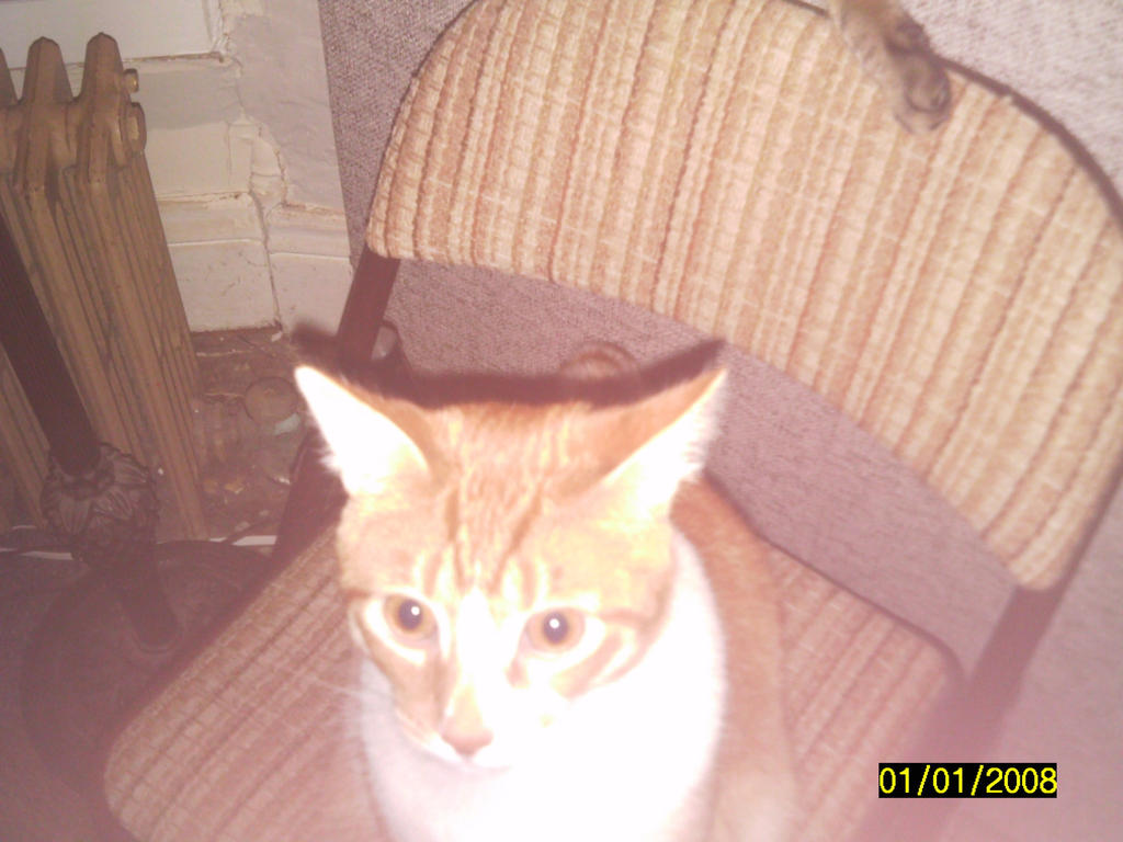 Sheldon and the chair by reretiger on DeviantArt