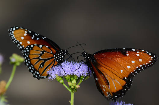 Queen butterflies