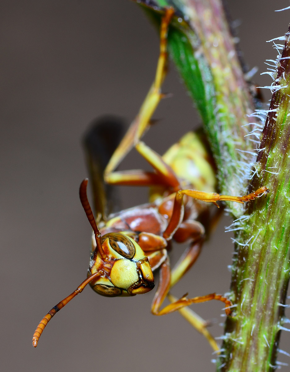 Paper wasp on guard.