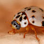 Ash Gray Lady Beetle