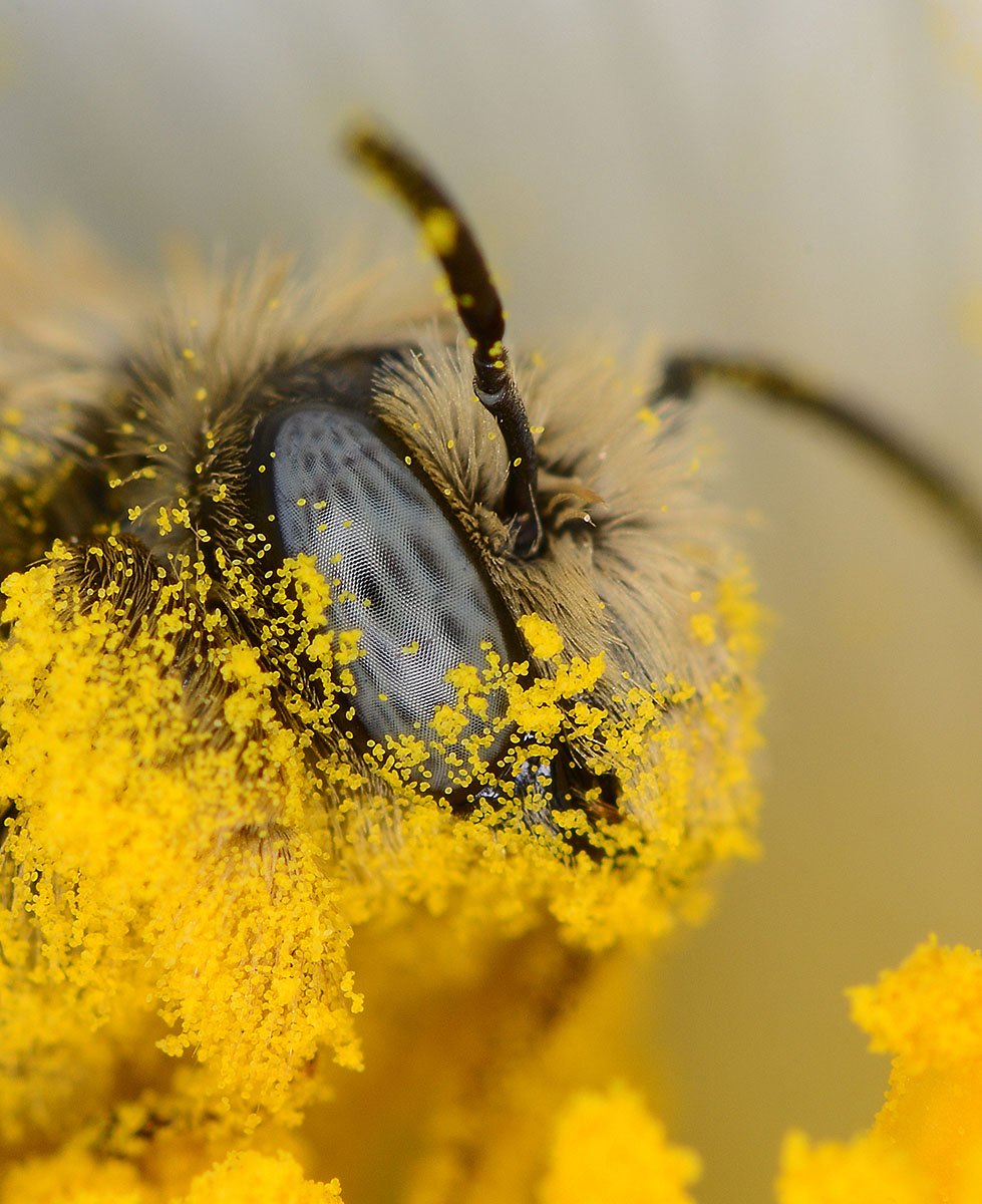 Pollen in your face!