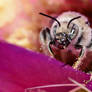 Bee on cholla cactus.