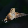 Female Rufous hummingbird