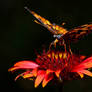 Butterfly late evening in the front yard