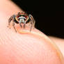 Jumping spider