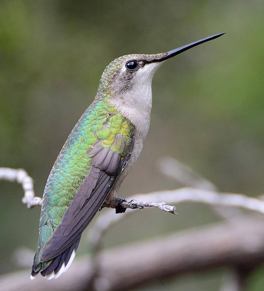 Hummingbird waiting for a turn at the feeder by nolra on DeviantArt