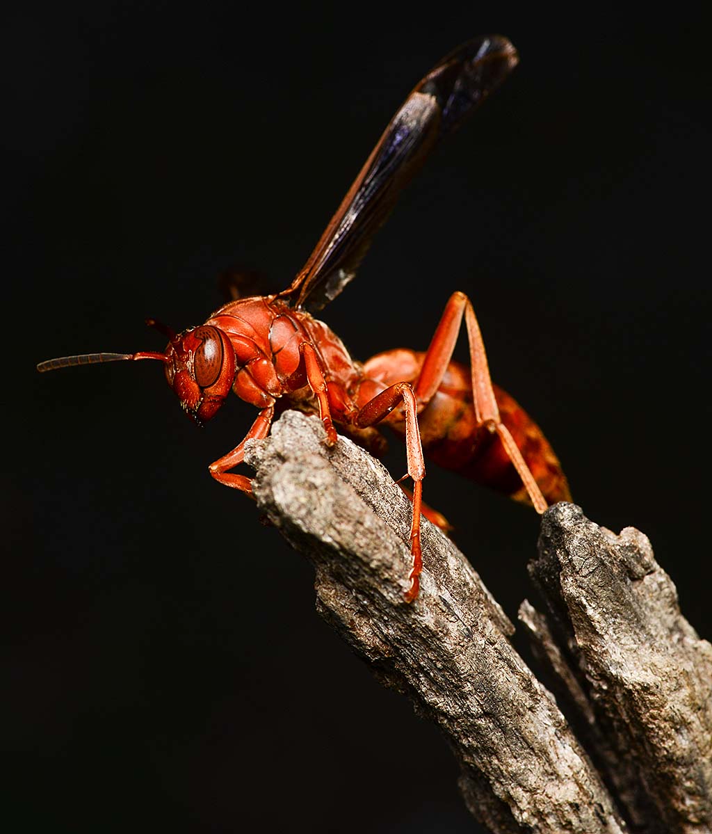 Red Body Wasp Red paper wasp by nolra on DeviantArt