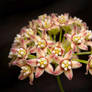 milkweed