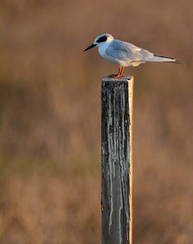 Tern on a pole