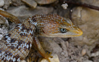 Texas alligator lizard cropped