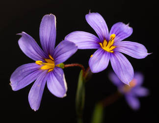 Blue eyed grass a favorite flower of mine