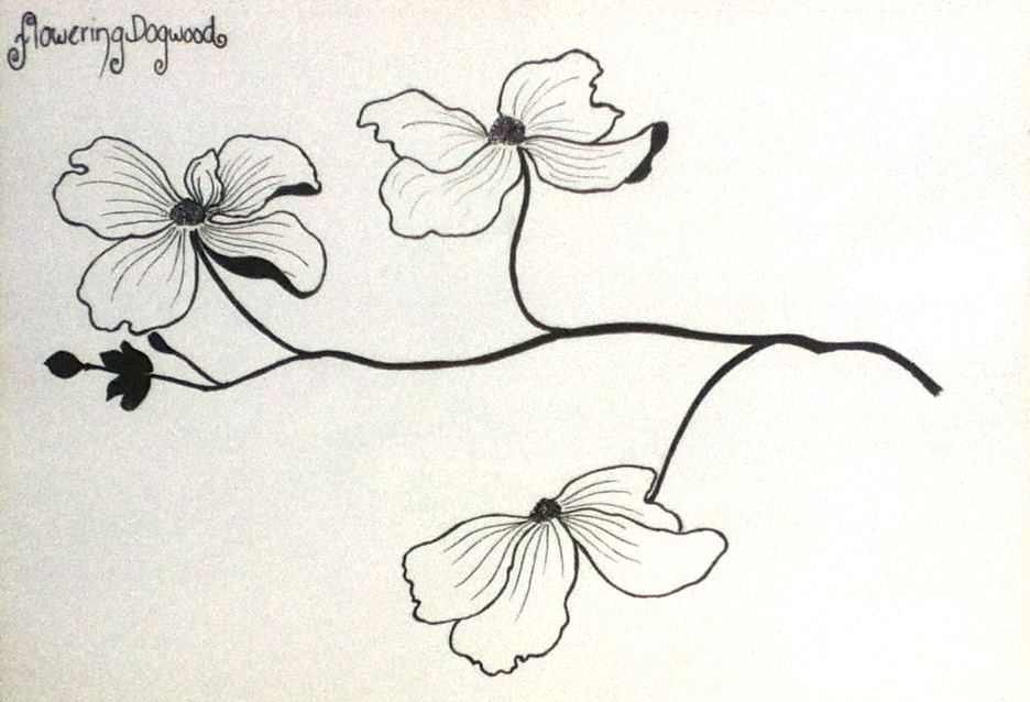 Flowering Dogwood ~ Simple Flower Study V by AcorntoOak on DeviantArt