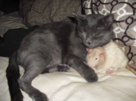 GreyKitty and Nugget Snuggle 3