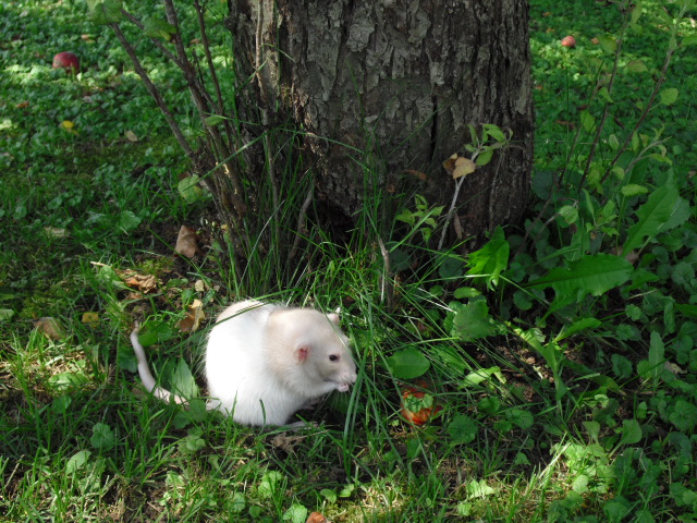 Under the Apple Tree