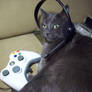 GreyKitty Xbox 4