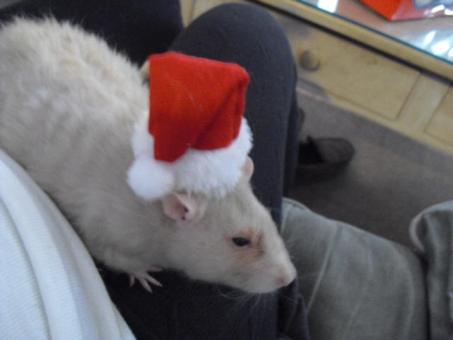 Santa Rat by SailorUsagiChan on DeviantArt