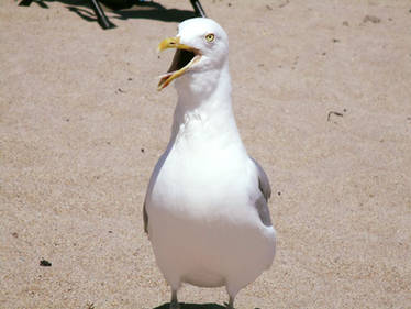 Angry Seagull