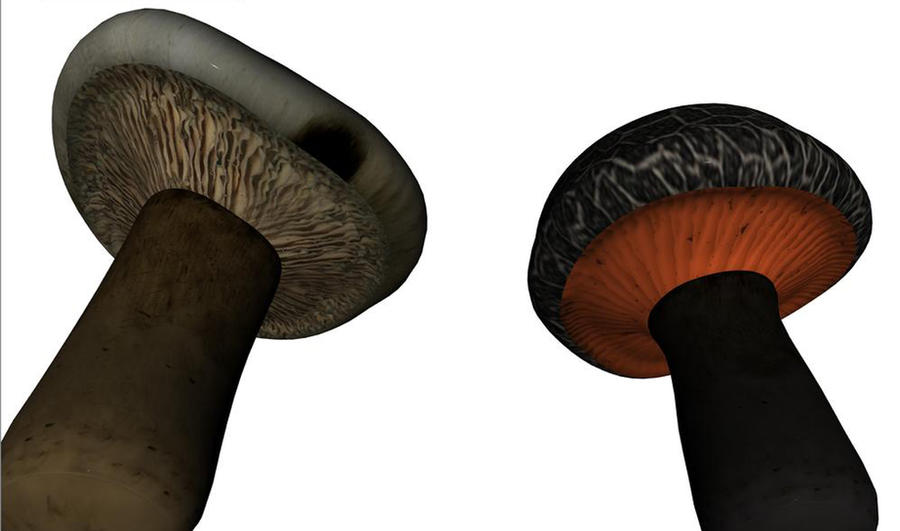 Toadstool 8 by Kiku-Stock on DeviantArt