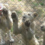 Wildlife - White Lion Cubs.