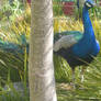 Wildlife - Proud Peacock.