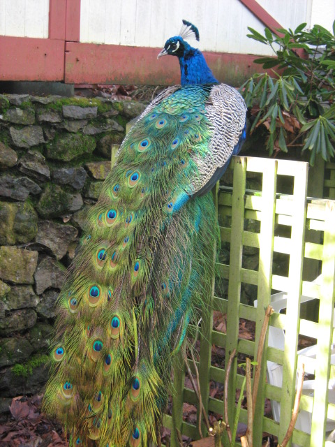 Wildlife - Proud Peacock 2.