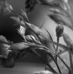 Flower Romance in BW by alisinwonder