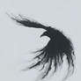 Raven