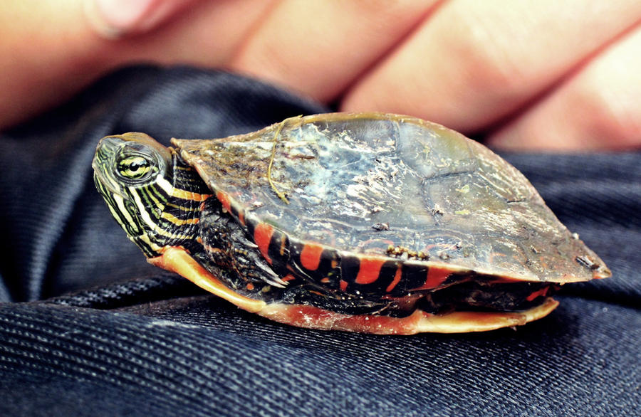 Scared Turtle by coolshoes96 on DeviantArt