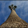 Long Wooden Road to the Sky