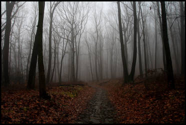 Ghostly Woods of Mt Penn