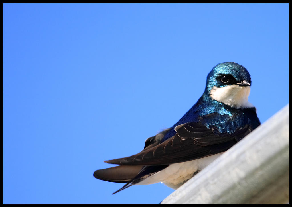 Tree Swallow Stare