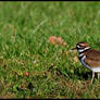 Killdeer Side View