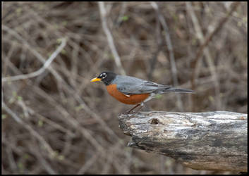 Robin Perched on Groundhog