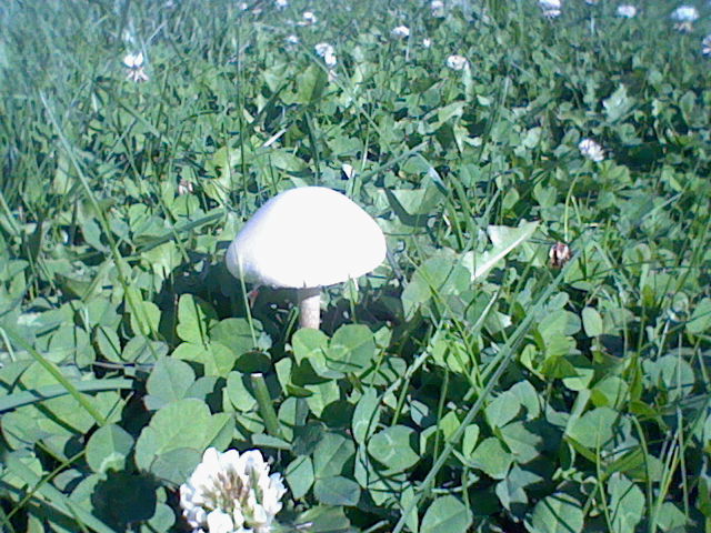 White Mushroom in Grass