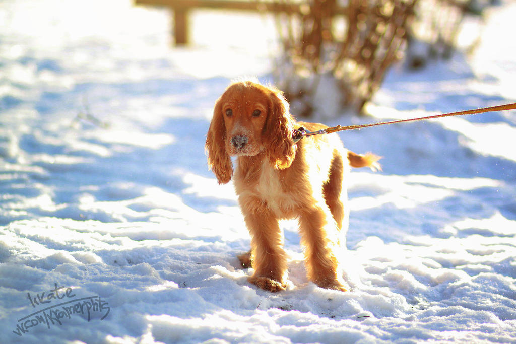 For a walk with Venya by l1kate