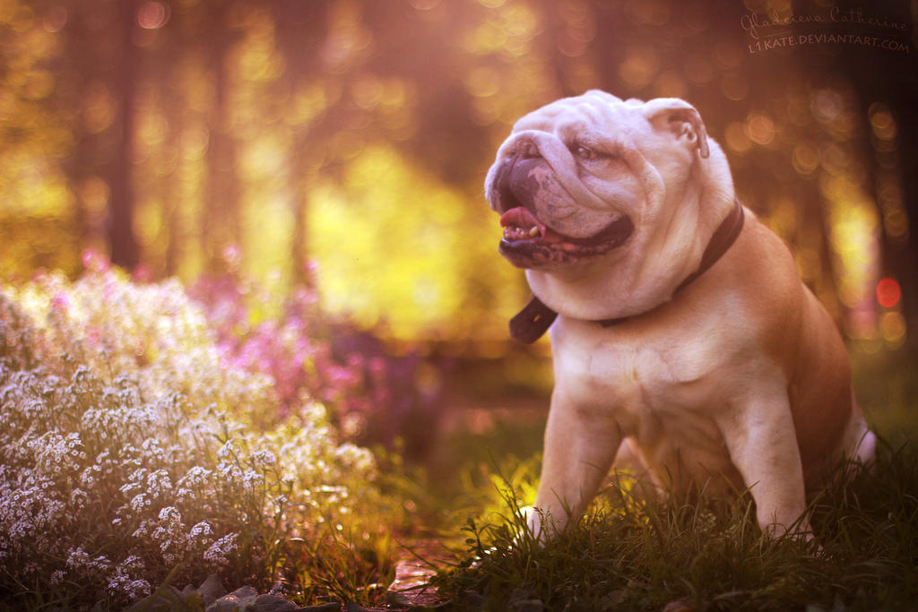 Rambo by l1kate on DeviantArt