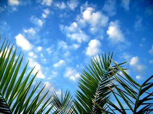 Balkan palms
