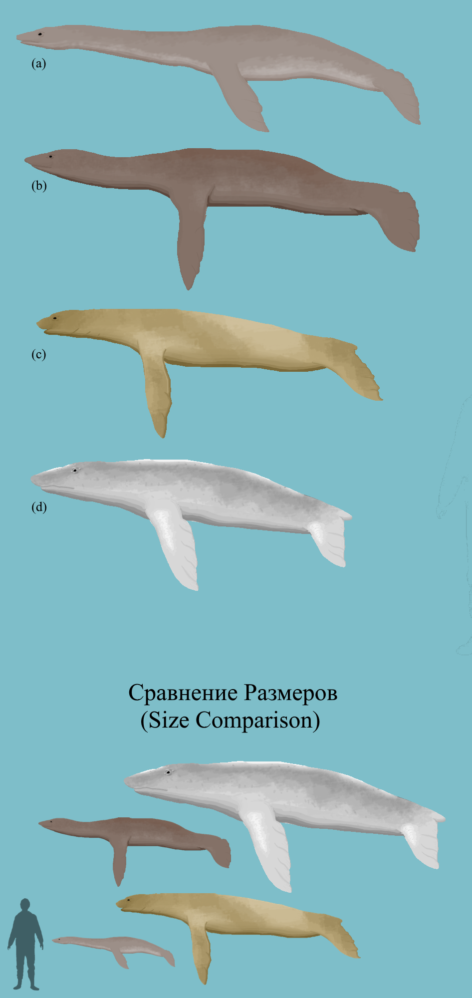 BoT: Meet the Dolichonipedes (10 myh) by Brainloading on DeviantArt