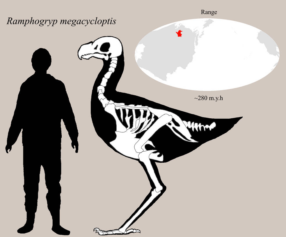 BoT: Ramphogryp megacycloptis (280 myh) by Brainloading on DeviantArt