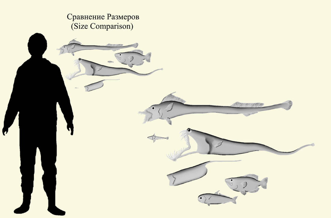 Botlog Shellfish BoT: Deep Sea Fishes by Brainloading on DeviantArt