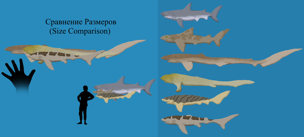 BoT: Future Sharks by Brainloading on DeviantArt